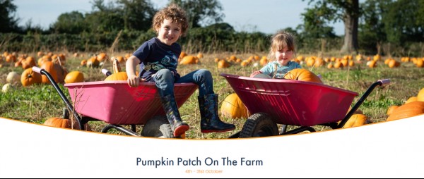 Pumpkin Patch On The Farm